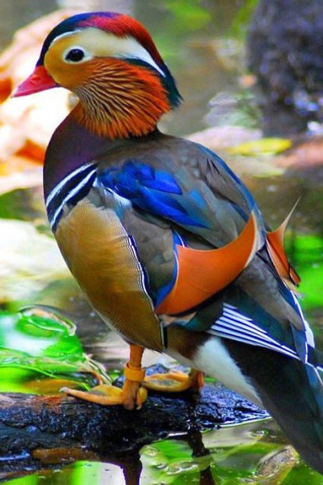 Photo:  Colorful beautiful bird